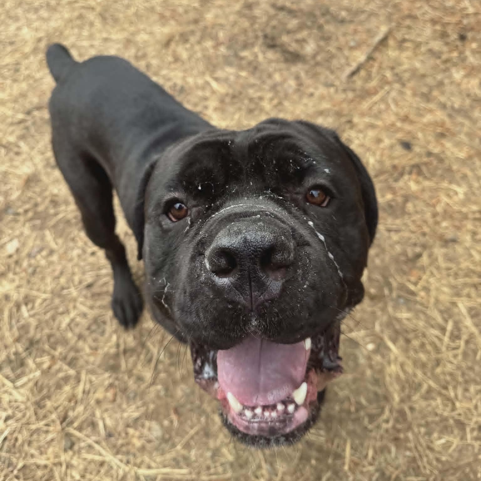 Enlarge Fargo, an adoptable Cane Corso in Orange, VA image 5/6
