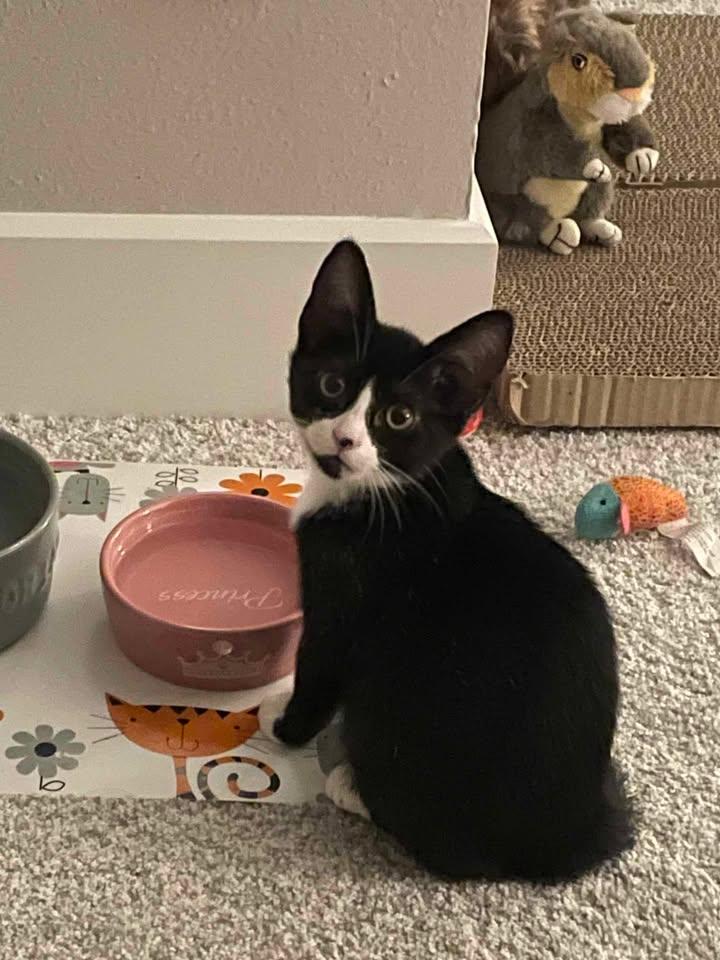 Enlarge Rose (all Black) and Daisy (Tuxedo), a Adopted Domestic Short Hair in Royse City, TX image 2/6