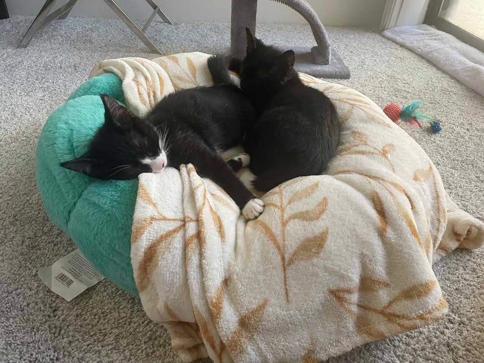 Enlarge Rose (all Black) and Daisy (Tuxedo), a Adopted Domestic Short Hair in Royse City, TX image 6/6