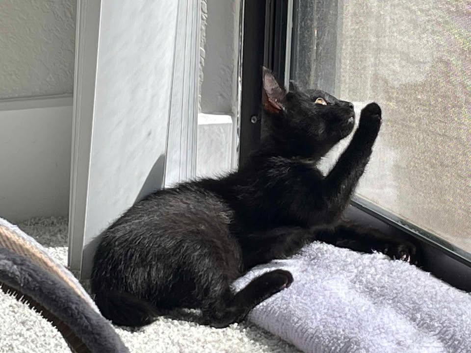 Enlarge Rose (all Black) and Daisy (Tuxedo), a Adopted Domestic Short Hair in Royse City, TX image 3/6