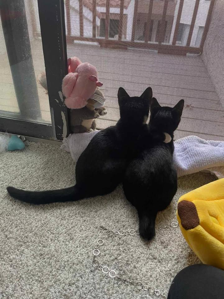 Rose (all Black) and Daisy (Tuxedo), Adopted, Kitten Female Domestic Short Hair.