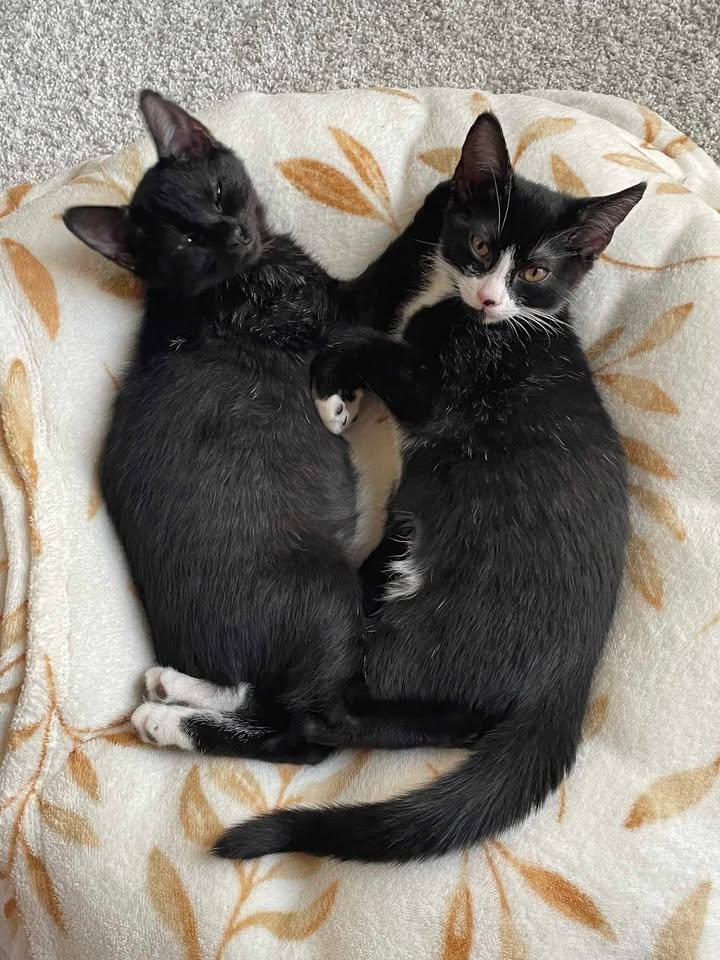 Enlarge Rose (all Black) and Daisy (Tuxedo), a Adopted Domestic Short Hair in Royse City, TX image 4/6