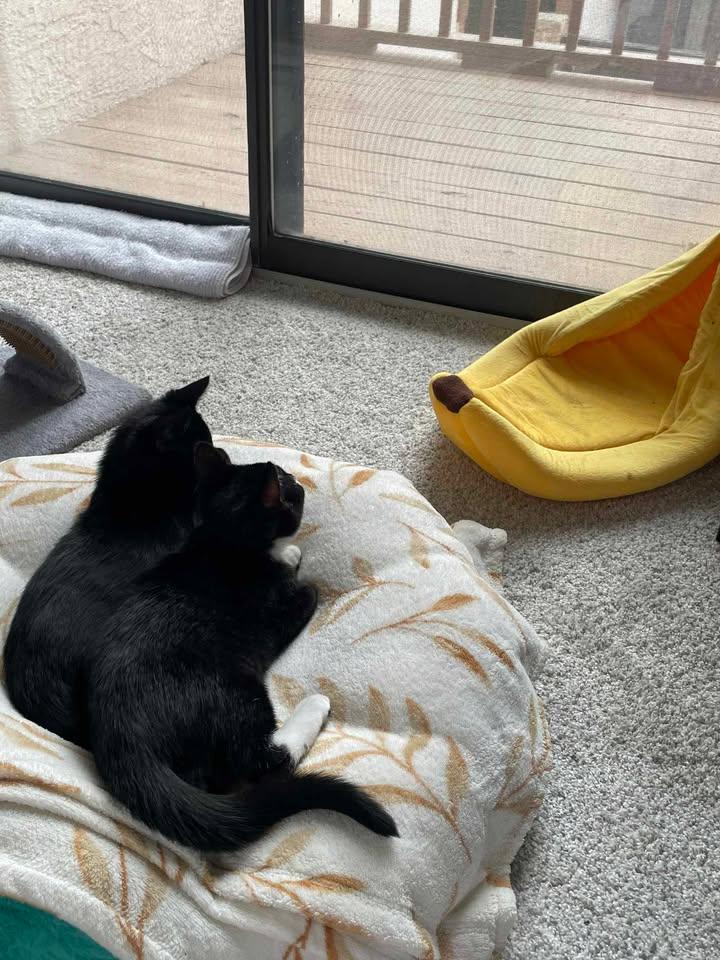 Enlarge Rose (all Black) and Daisy (Tuxedo), a Adopted Domestic Short Hair in Royse City, TX image 5/6