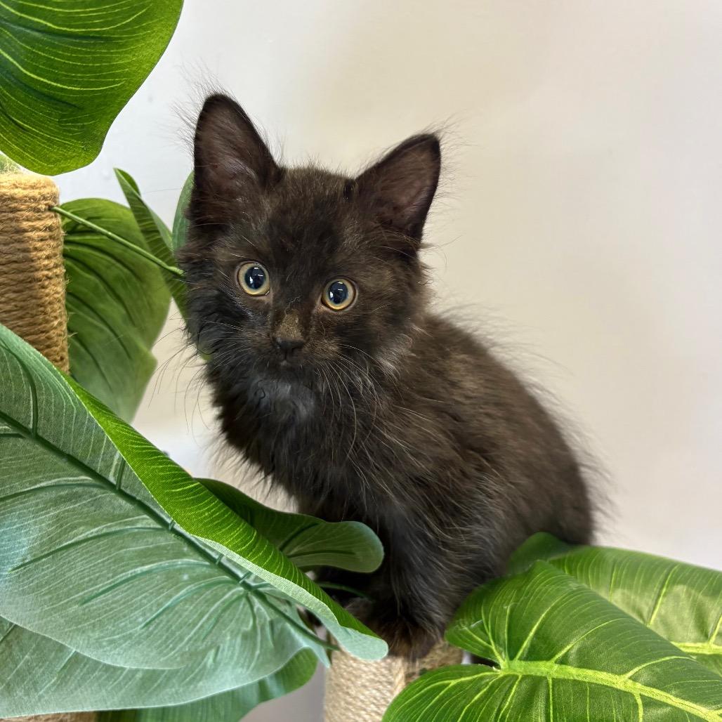 Enlarge Kayce, a Adoptable Domestic Short Hair in Saskatoon, SK image 1/6