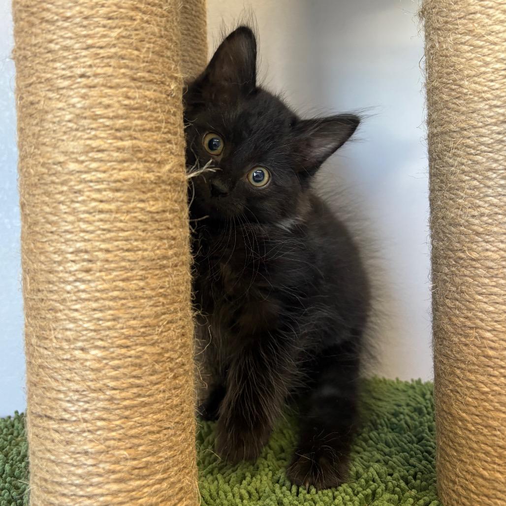 Enlarge Kayce, a Adoptable Domestic Short Hair in Saskatoon, SK image 2/6