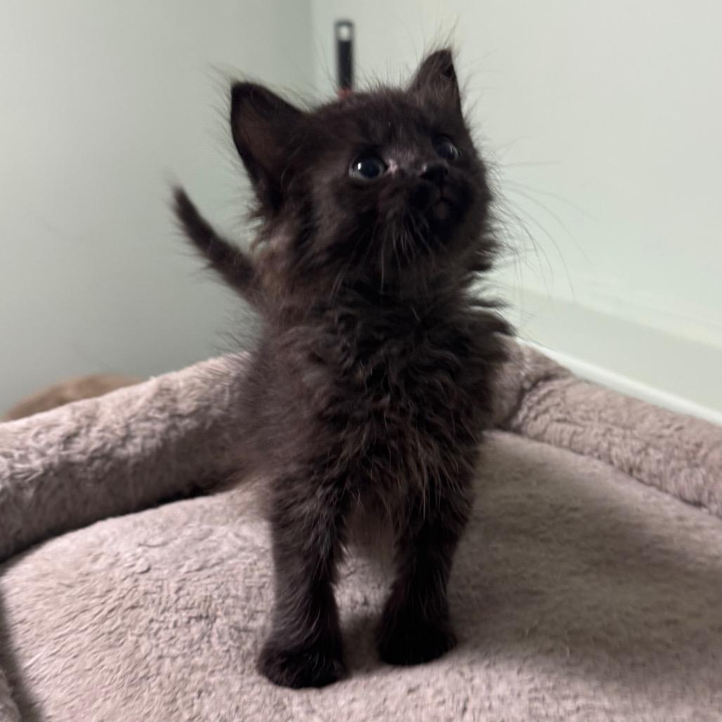 Enlarge Kayce, a Adoptable Domestic Short Hair in Saskatoon, SK image 4/6