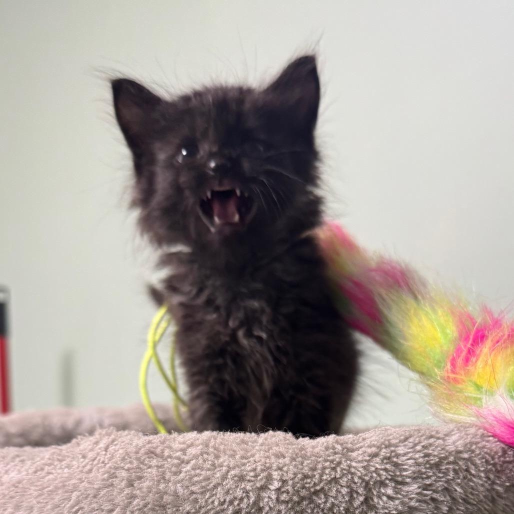 Enlarge Kayce, a Adoptable Domestic Short Hair in Saskatoon, SK image 5/6