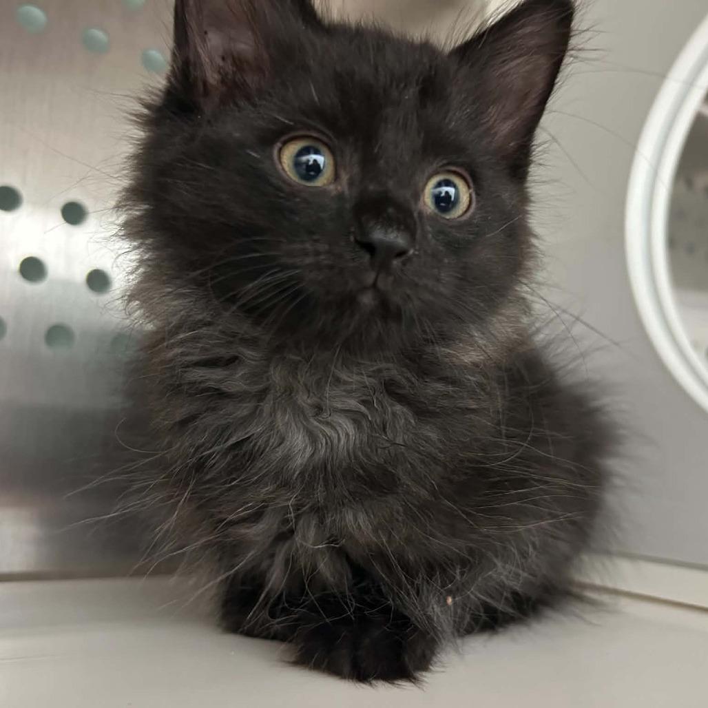 Enlarge Kayce, a Adoptable Domestic Short Hair in Saskatoon, SK image 6/6