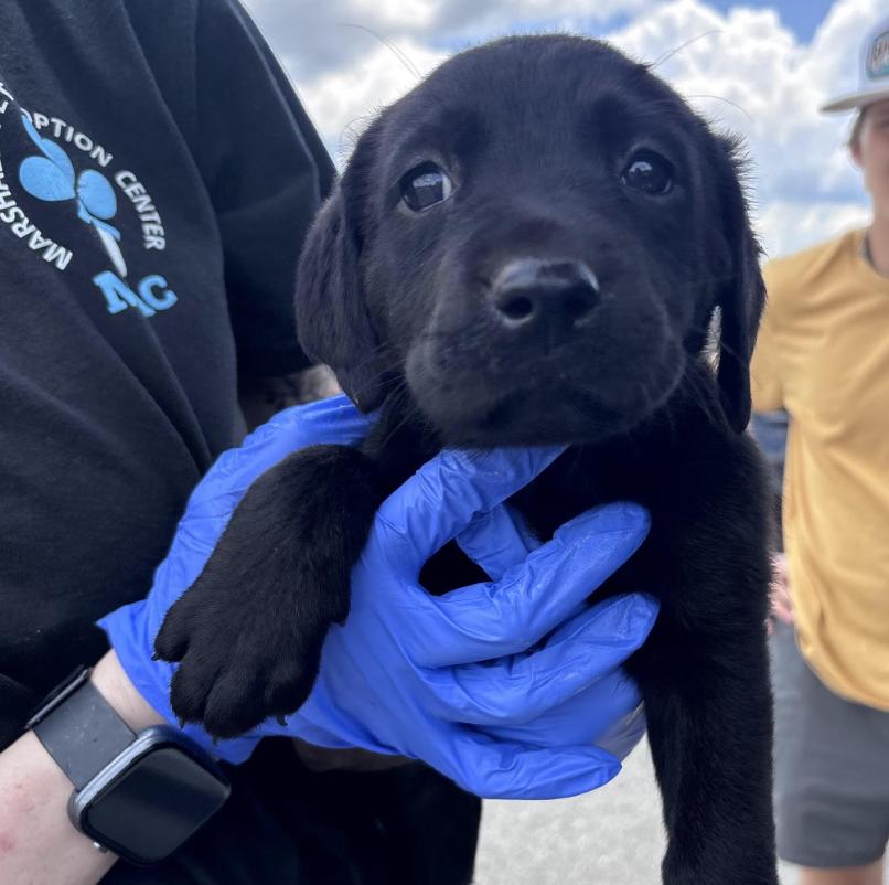 Crossterg / Halo, Adoptable, Puppy Female Labrador Retriever & Mixed Breed.
