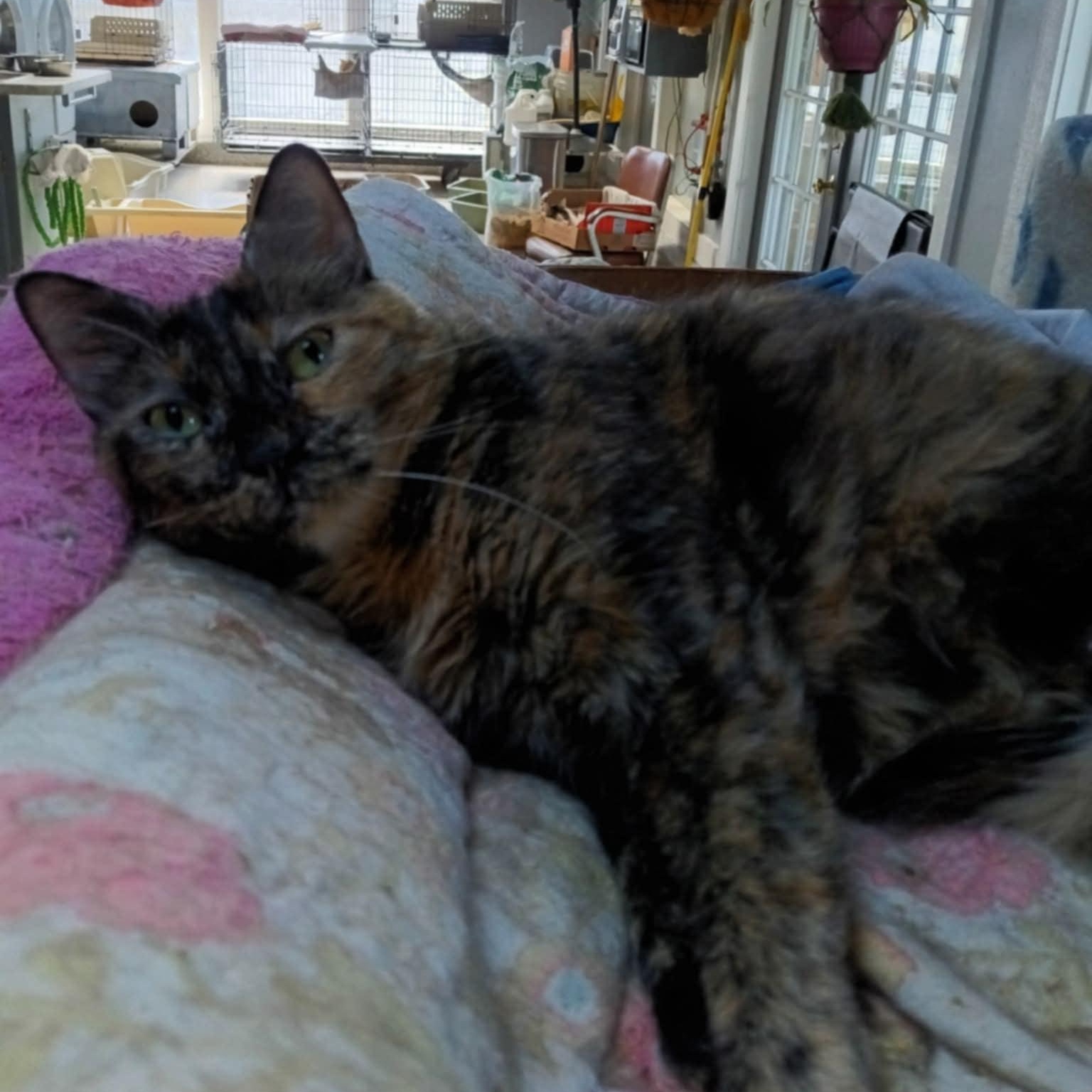 Kiki, Adult Female Tortoiseshell