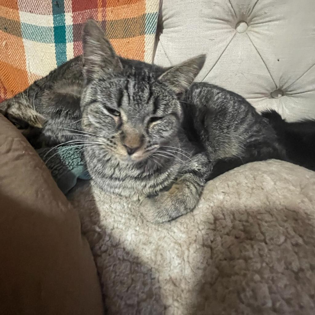 Enlarge Reese -  tabby @ Pawz Pet Cafe, a Adoptable Domestic Short Hair in Carmel, IN image 1/5