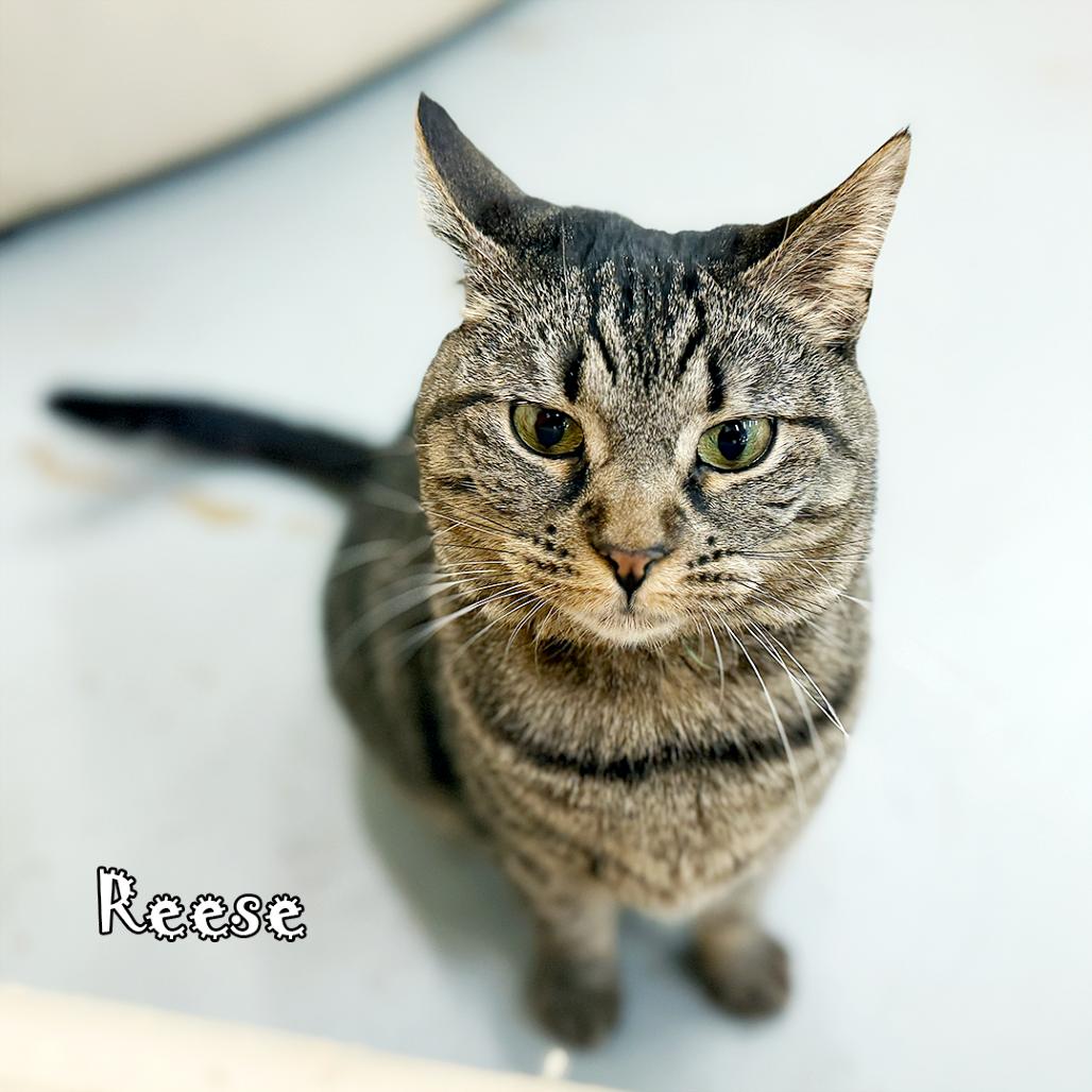 Enlarge Reese -  tabby @ Pawz Pet Cafe, a Adoptable Domestic Short Hair in Carmel, IN image 2/5