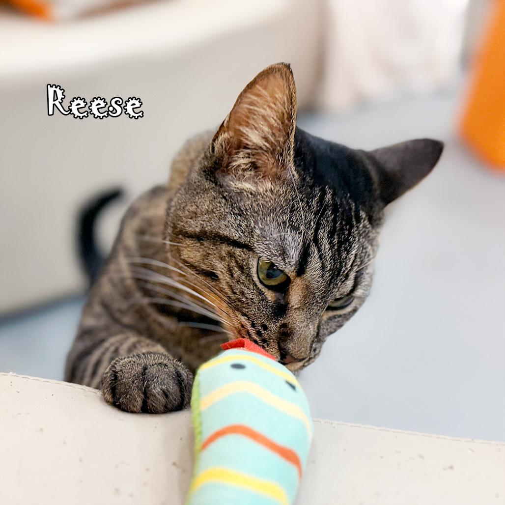 Enlarge Reese -  tabby @ Pawz Pet Cafe, a Adoptable Domestic Short Hair in Carmel, IN image 3/5