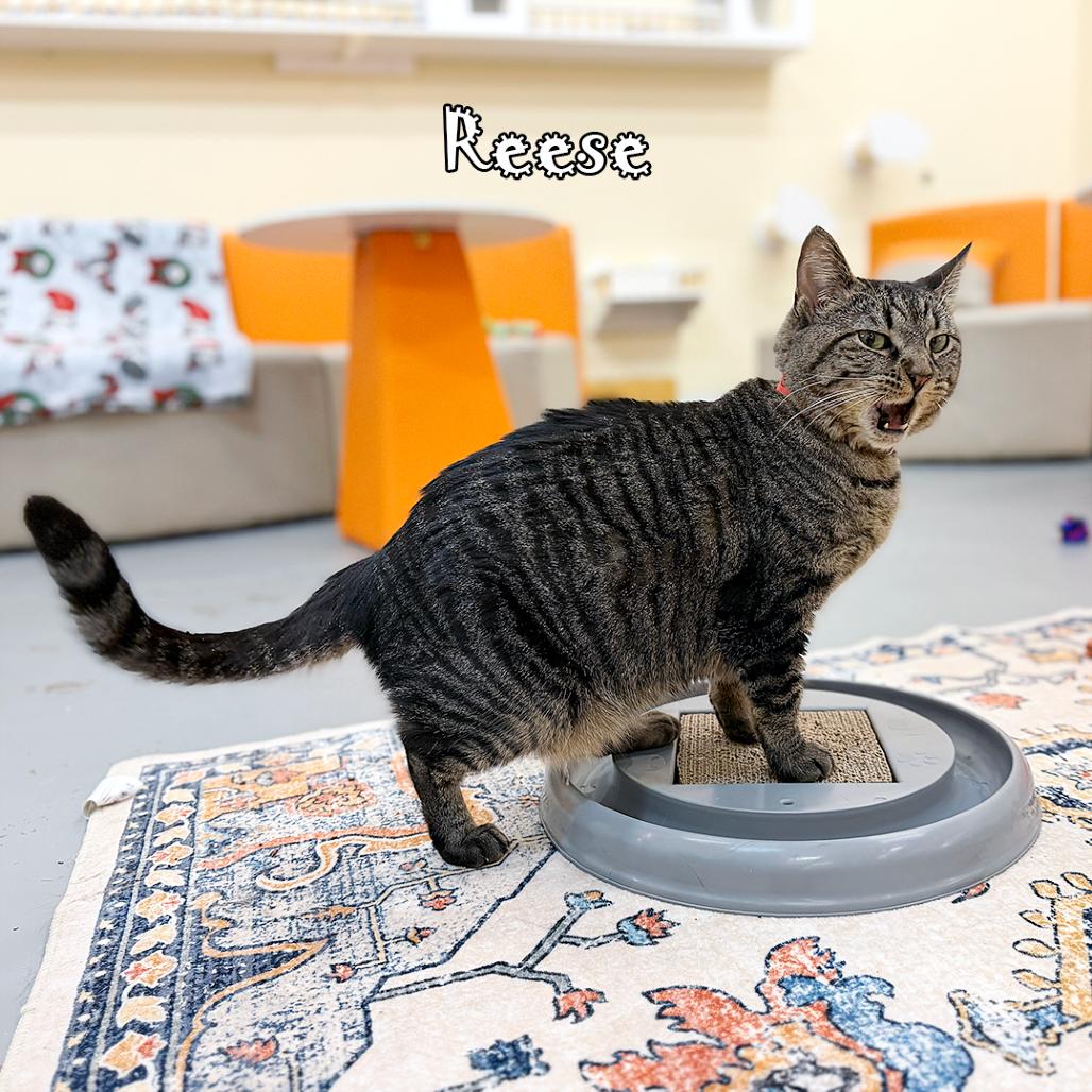 Enlarge Reese -  tabby @ Pawz Pet Cafe, a Adoptable Domestic Short Hair in Carmel, IN image 4/5
