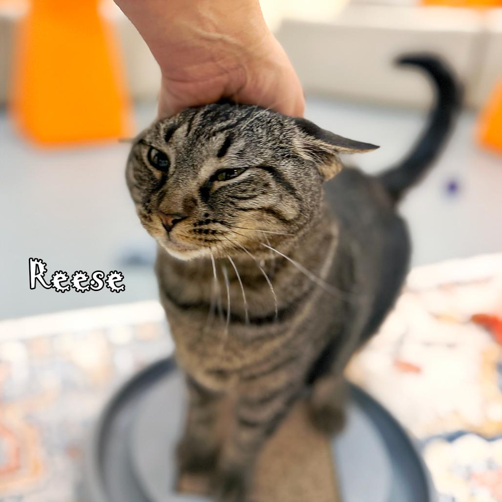 Enlarge Reese -  tabby @ Pawz Pet Cafe, a Adoptable Domestic Short Hair in Carmel, IN image 5/5