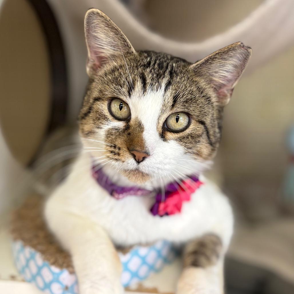 Mitzi, Adoptable, Young Female American Shorthair.