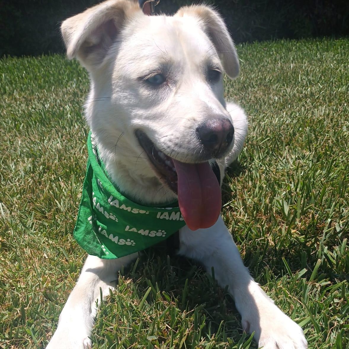 Blanca, ADOPTABLE, Young Female Labrador Retriever & Husky.