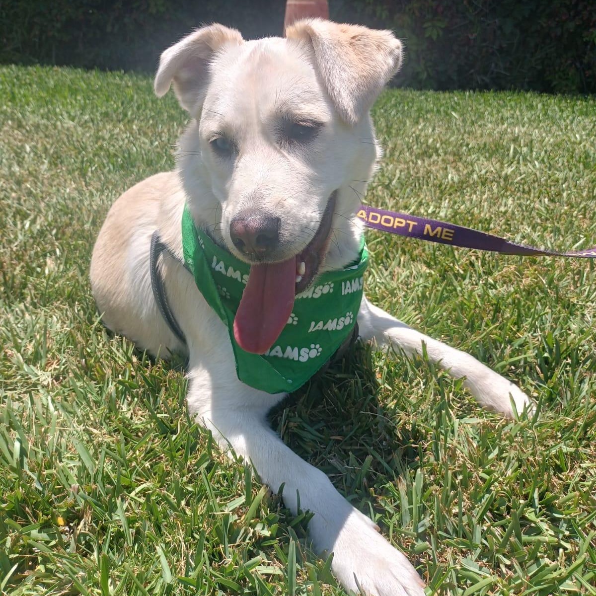 Blanca, a ADOPTABLE mixed breed in San Diego, CA image 5/5