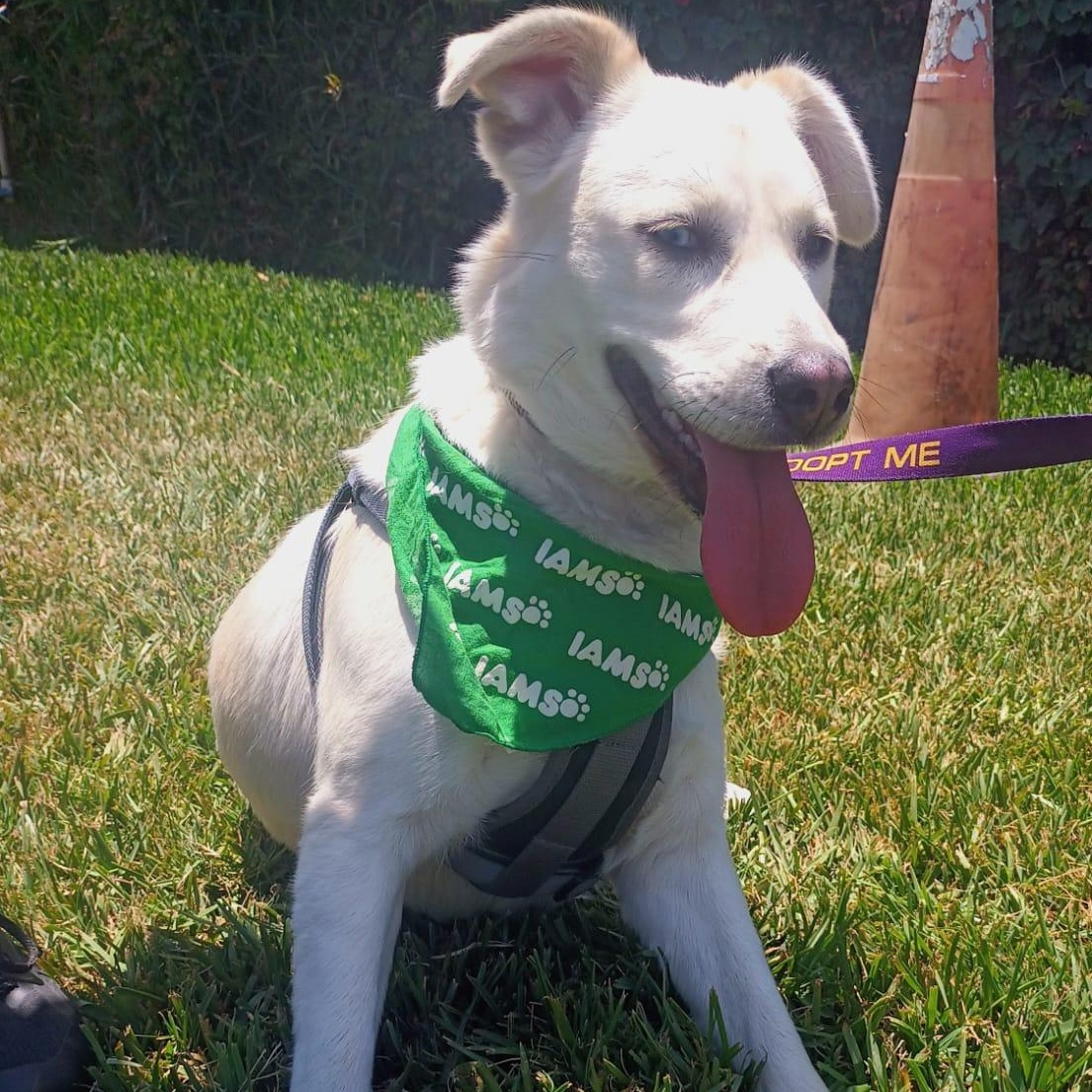 Blanca, a ADOPTABLE mixed breed in San Diego, CA image 4/5