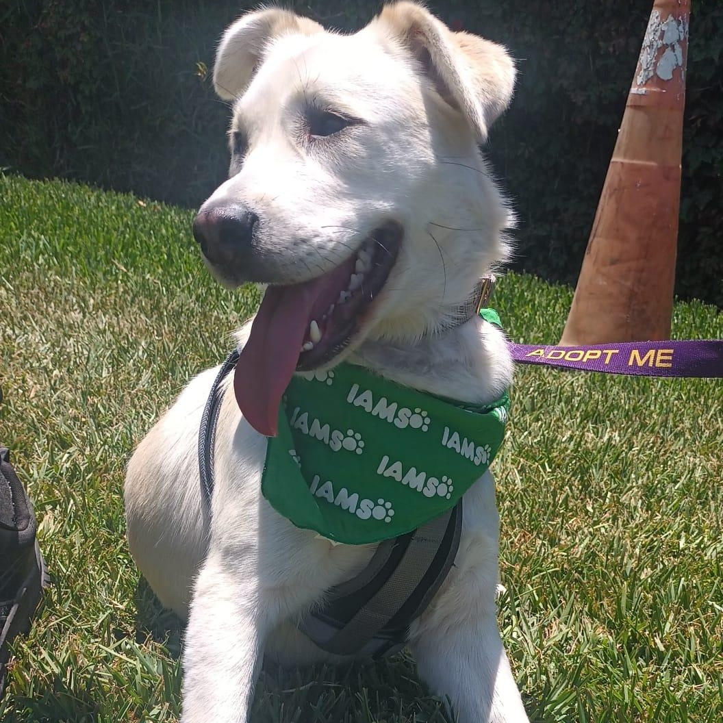 Blanca, a ADOPTABLE mixed breed in San Diego, CA image 2/5