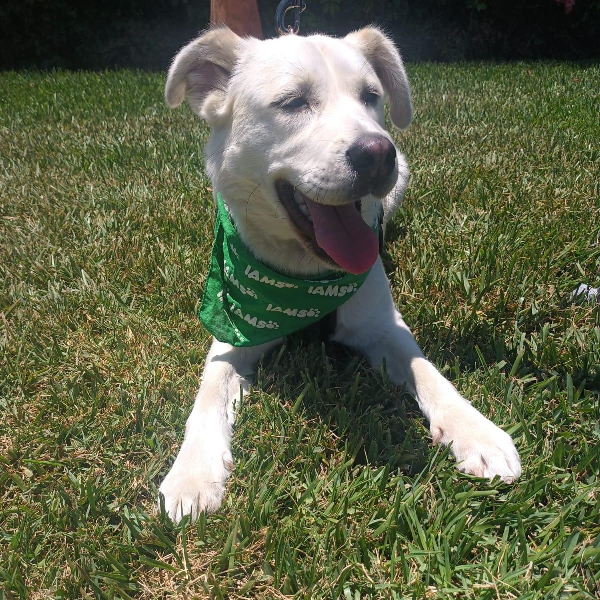 Blanca, a ADOPTABLE mixed breed in San Diego, CA image 3/5