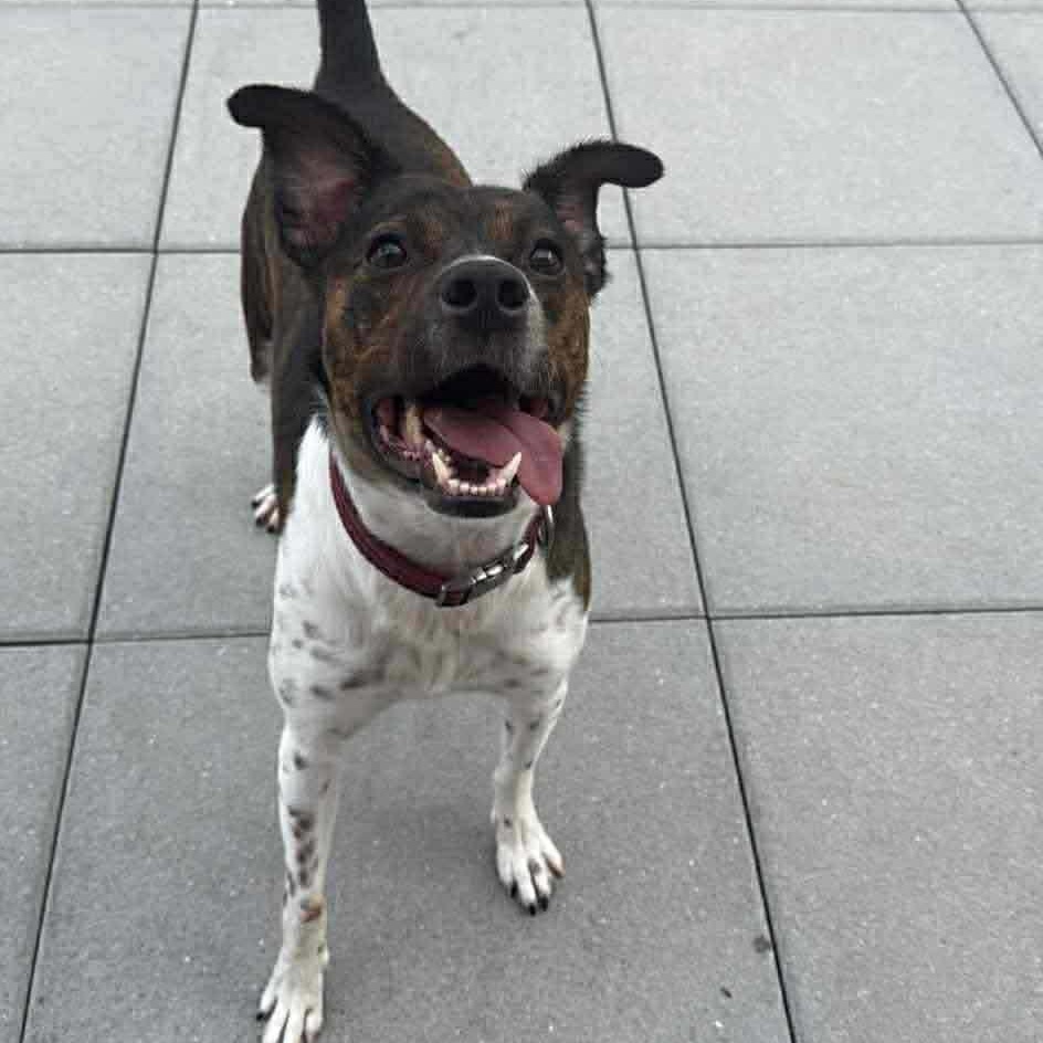 Coquito (Foster or Adopter Needed!), a Adoptable mixed breed in Westwood, NJ image 3/6