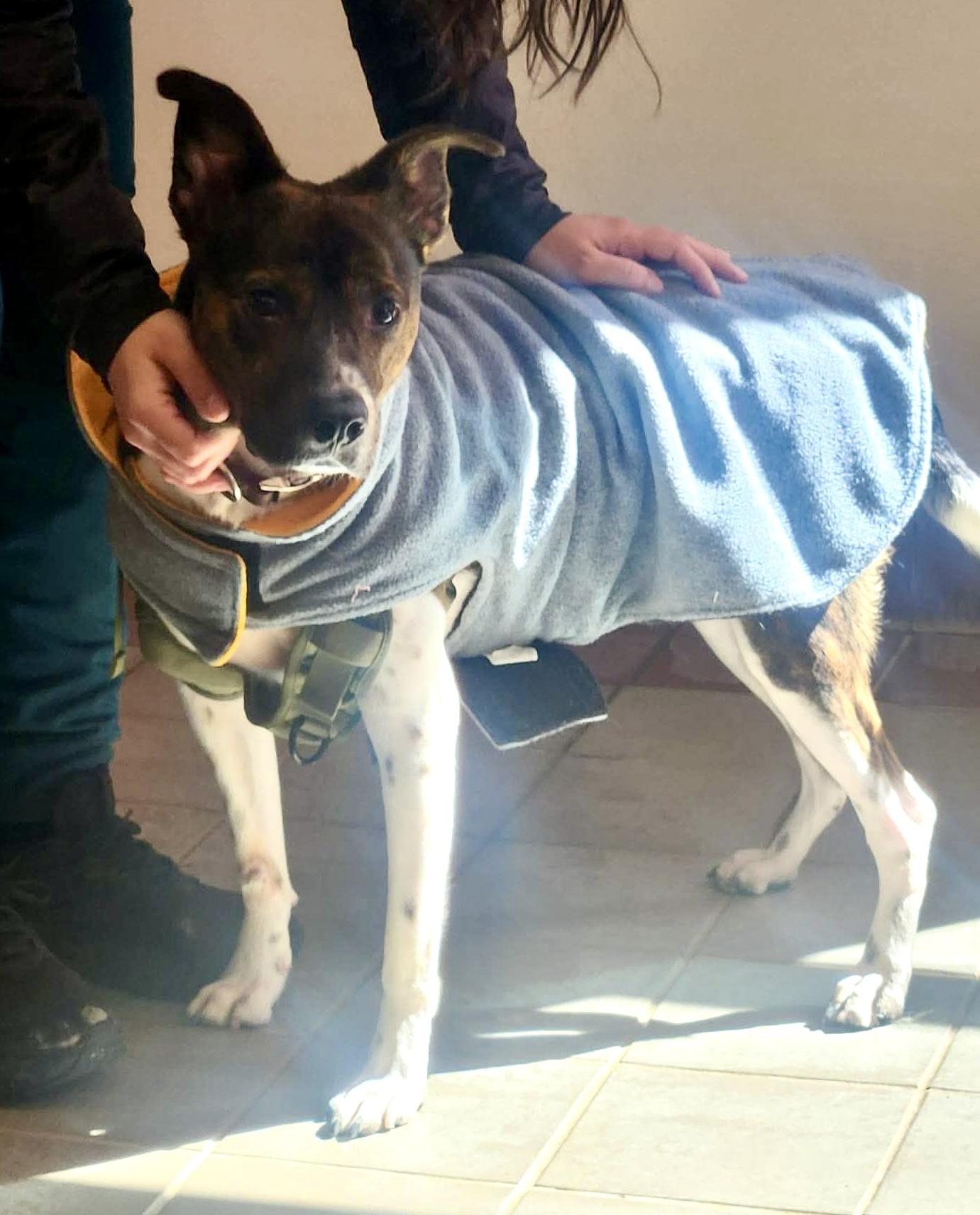 Coquito (Foster or Adopter Needed!), a Adoptable mixed breed in Westwood, NJ image 5/6