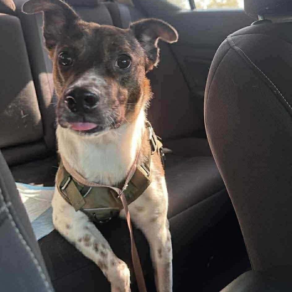 Coquito (Foster or Adopter Needed!), a Adoptable mixed breed in Westwood, NJ image 2/6