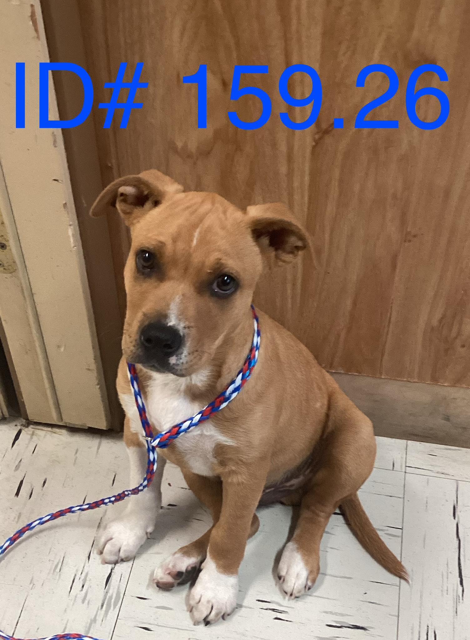 #159.26, ADOPTABLE, Puppy Male Pit Bull Terrier.