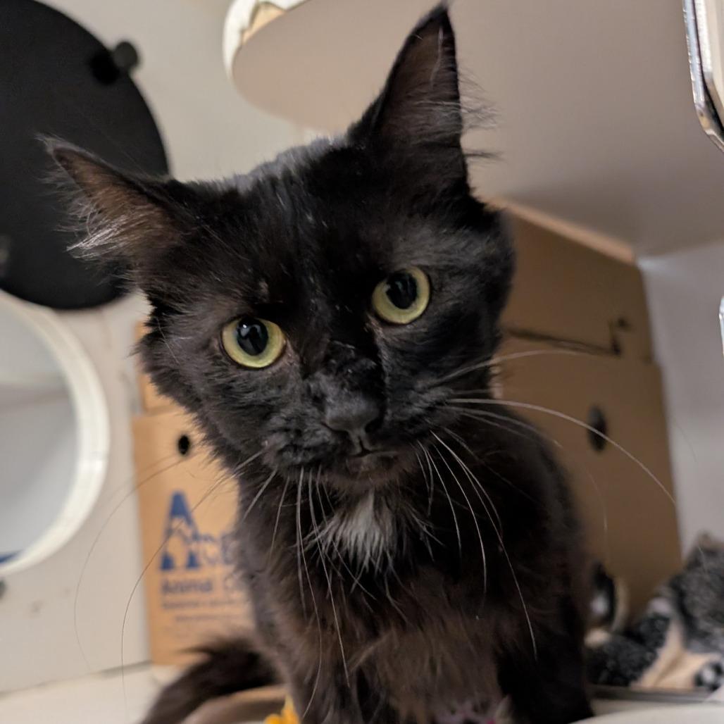 Enlarge Rocco, a Adoptable Domestic Short Hair in Novelty, OH image 1/3