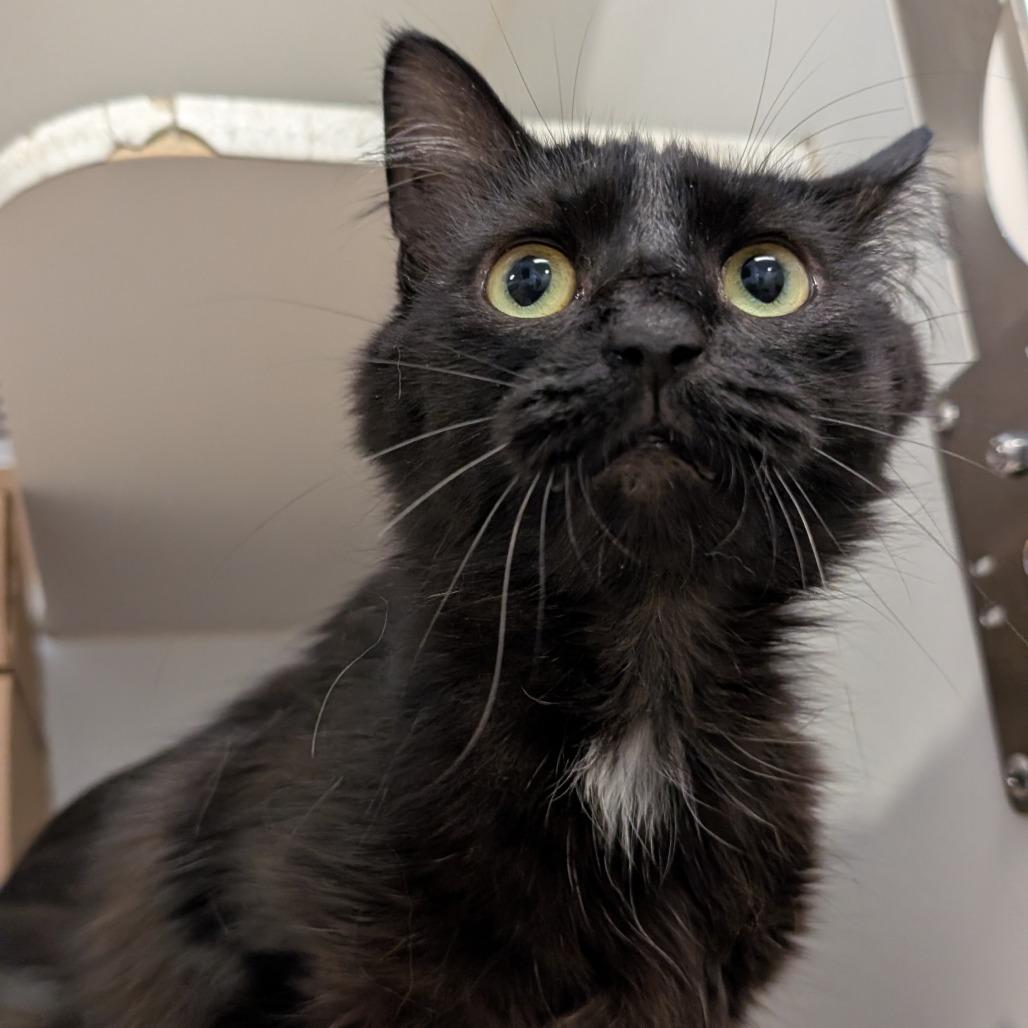 Enlarge Rocco, a Adoptable Domestic Short Hair in Novelty, OH image 2/3
