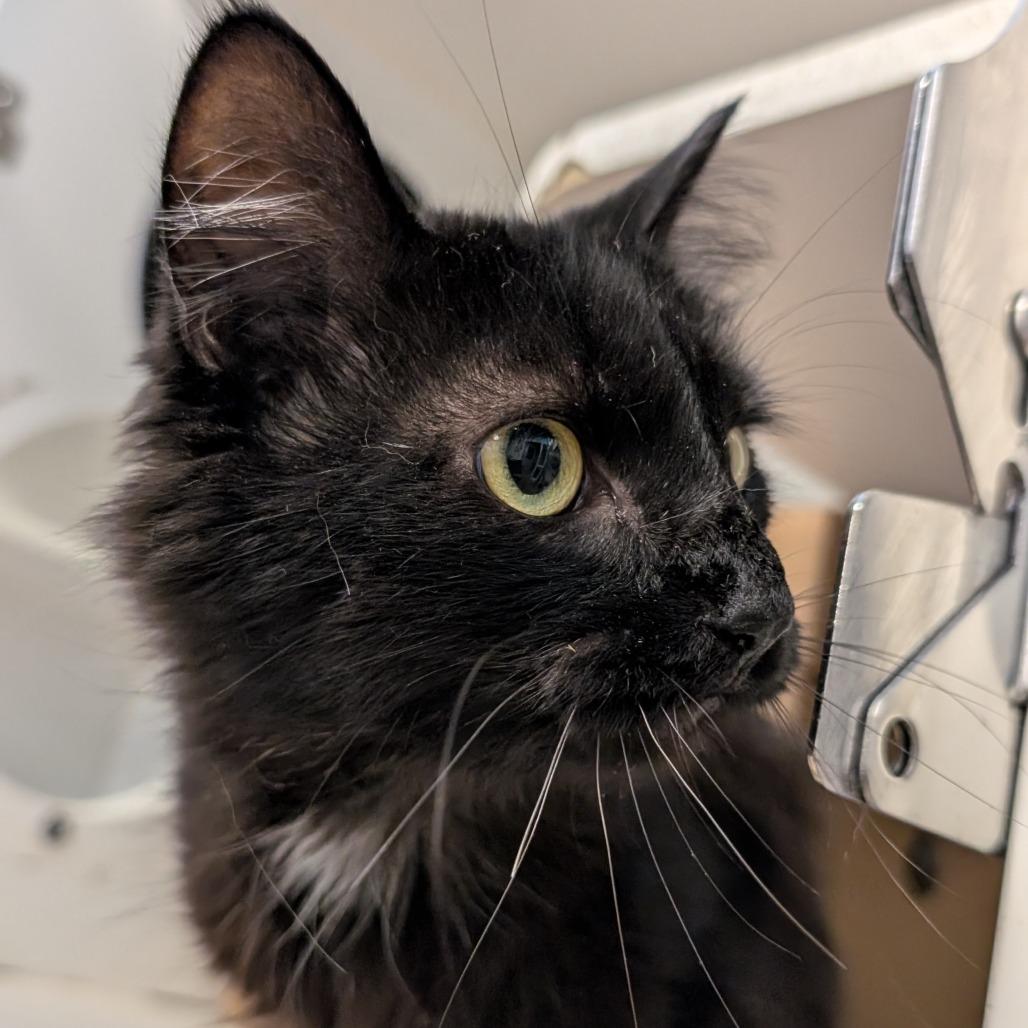 Enlarge Rocco, a Adoptable Domestic Short Hair in Novelty, OH image 3/3