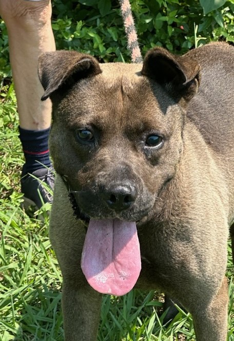 Enlarge JACKSON, a Adoptable Labrador Retriever in Tappahannock, VA image 1/4