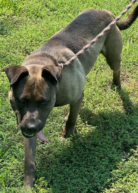 Enlarge JACKSON, a Adoptable Labrador Retriever in Tappahannock, VA image 2/4
