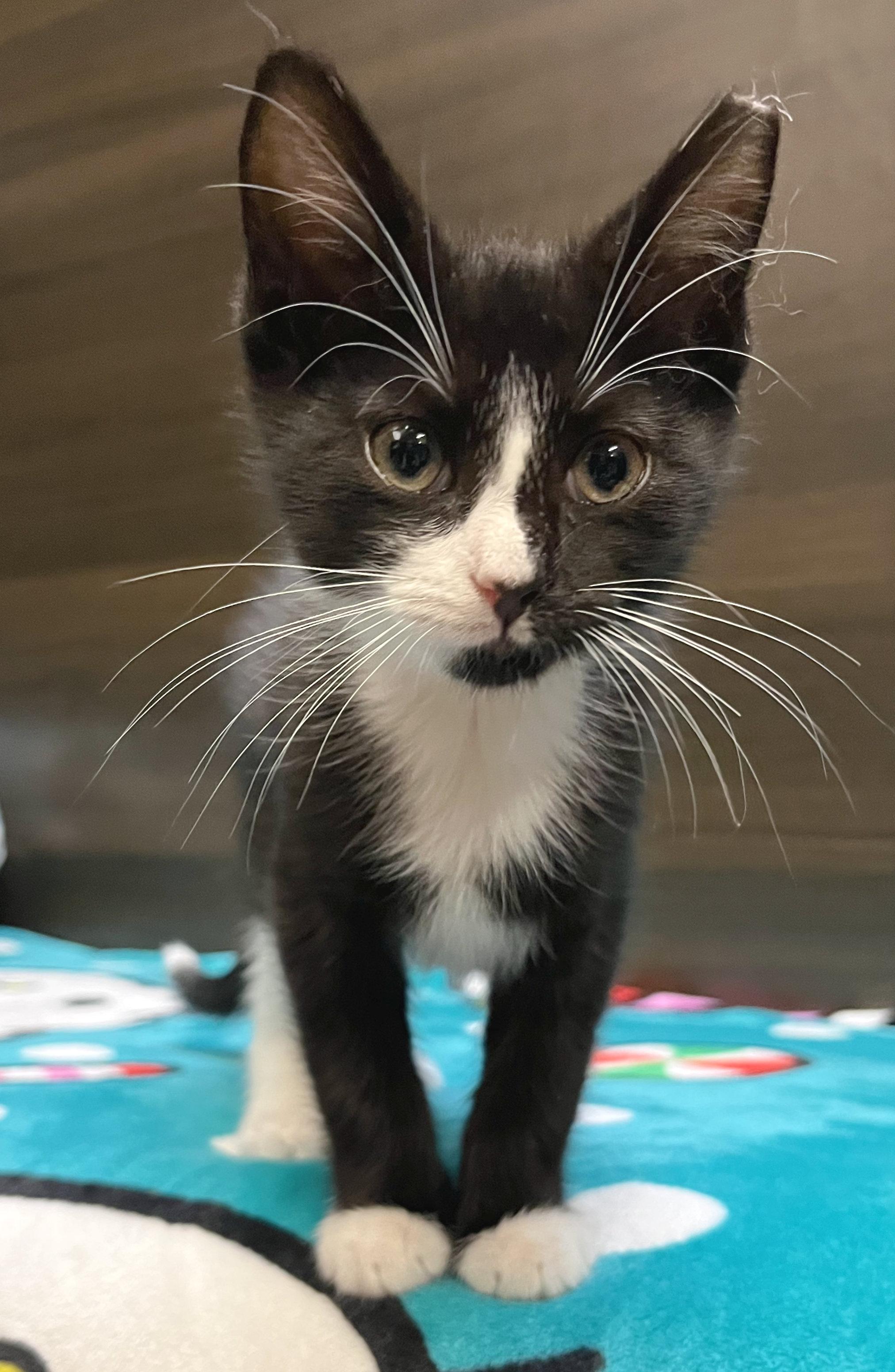 Tux, an adoptable Tuxedo in Hilton Head Island, SC image 3/5