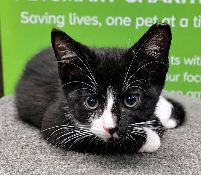 Tux, an adoptable Tuxedo in Hilton Head Island, SC image 4/5