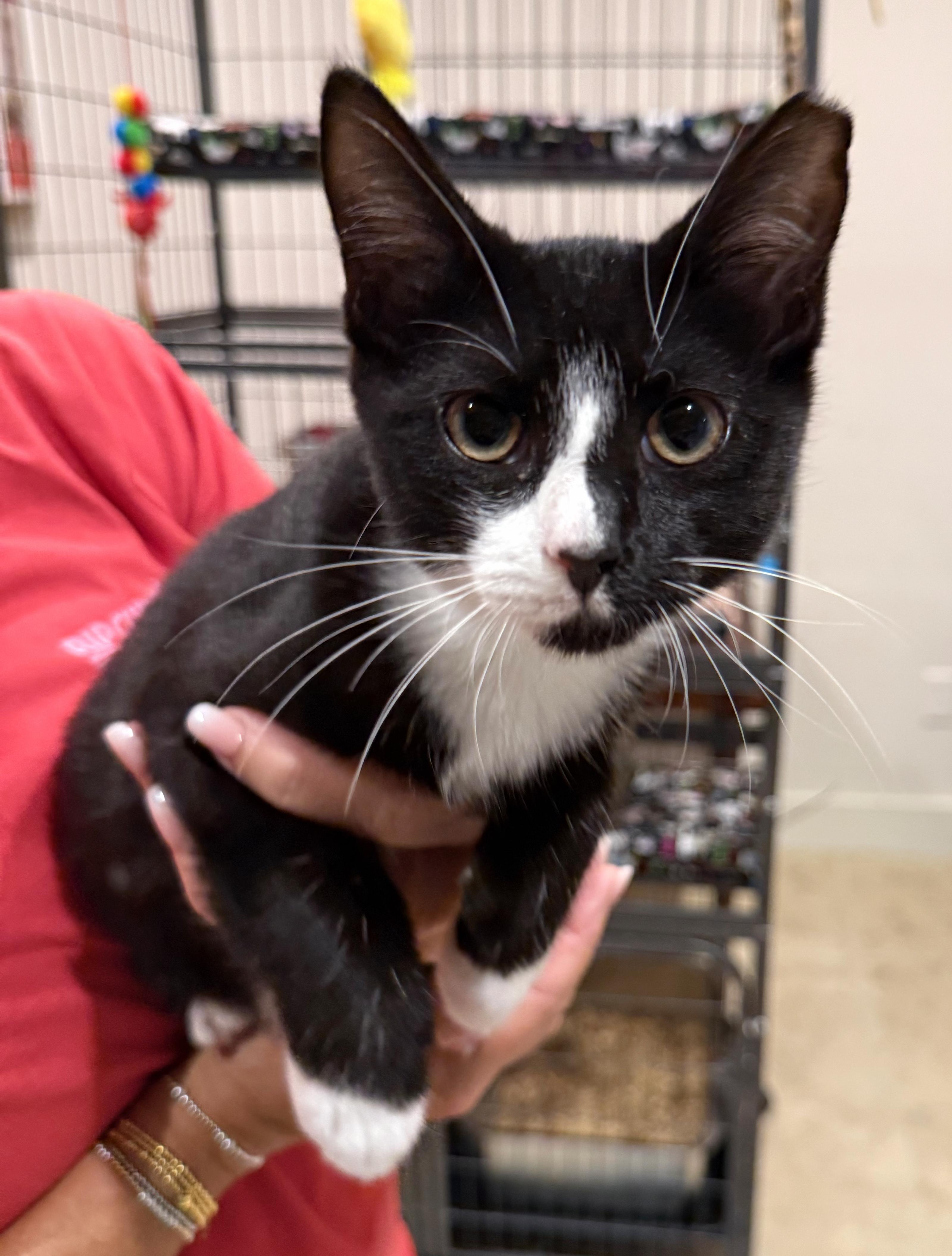 Tux, adoptable, Kitten Female Tuxedo.