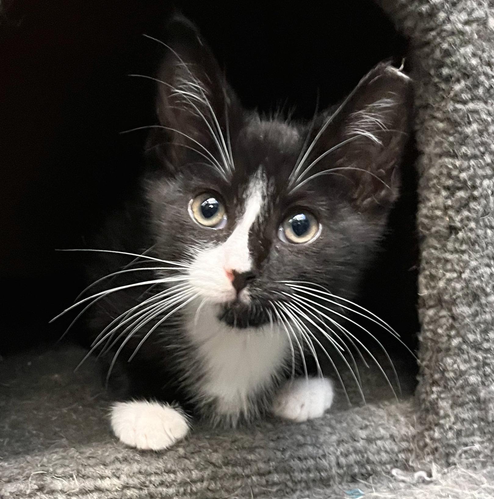 Tux, an adoptable Tuxedo in Hilton Head Island, SC image 2/5