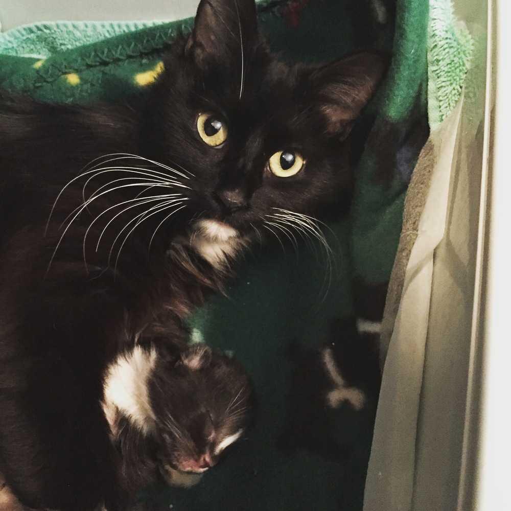 Atta, Adopted, Young Female Domestic Medium Hair.