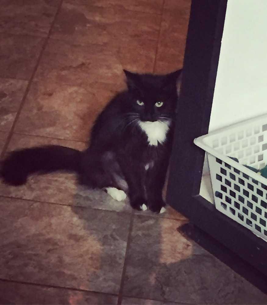 Enlarge Atta, a Adopted Domestic Medium Hair in Dawson, GA image 2/3