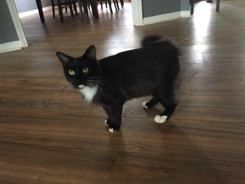 Atta, Adopted, Young Female Domestic Medium Hair.