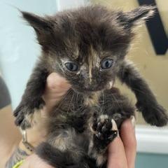 Ali, Adoptable, Kitten Female Domestic Short Hair.