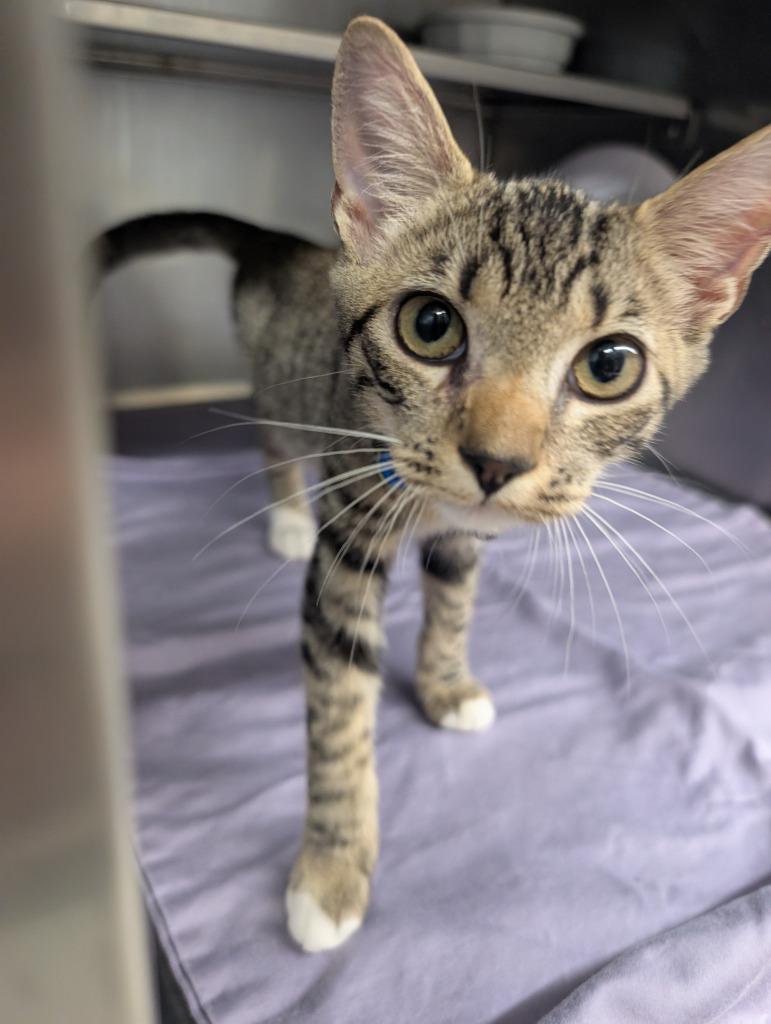 Minerva, Adoptable, Kitten Female American Shorthair.