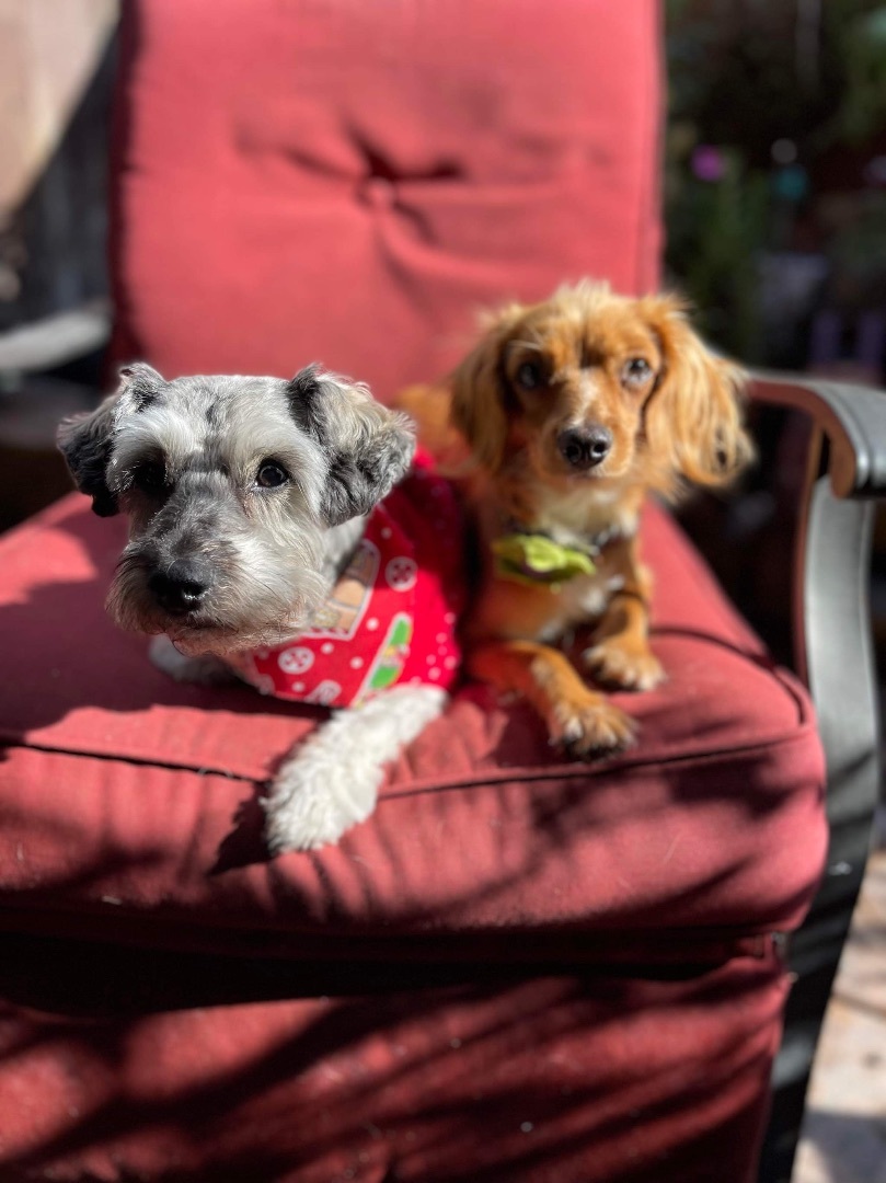 Wendy, a Adopted mixed breed in Chula Vista, CA image 1/6