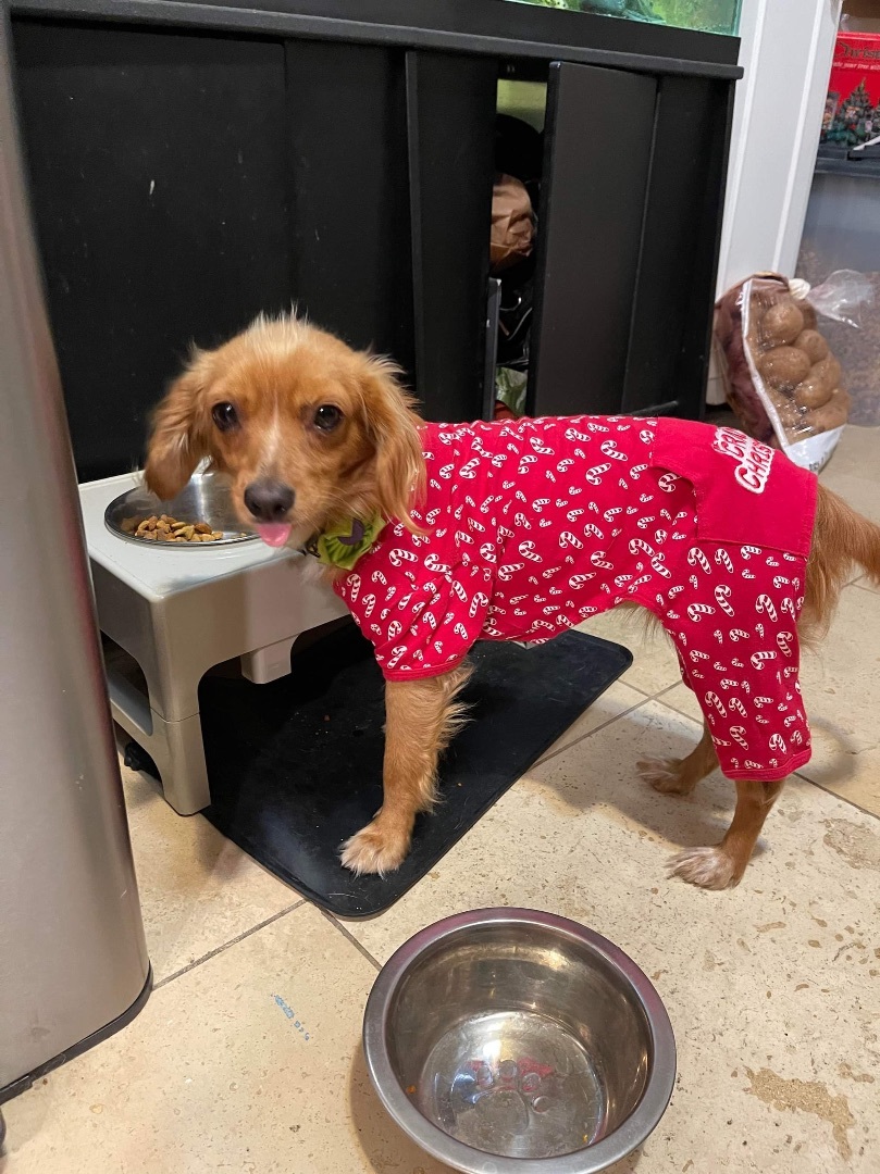 Wendy, a Adopted mixed breed in Chula Vista, CA image 2/6