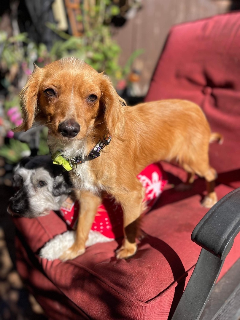 Wendy, a Adopted mixed breed in Chula Vista, CA image 3/6