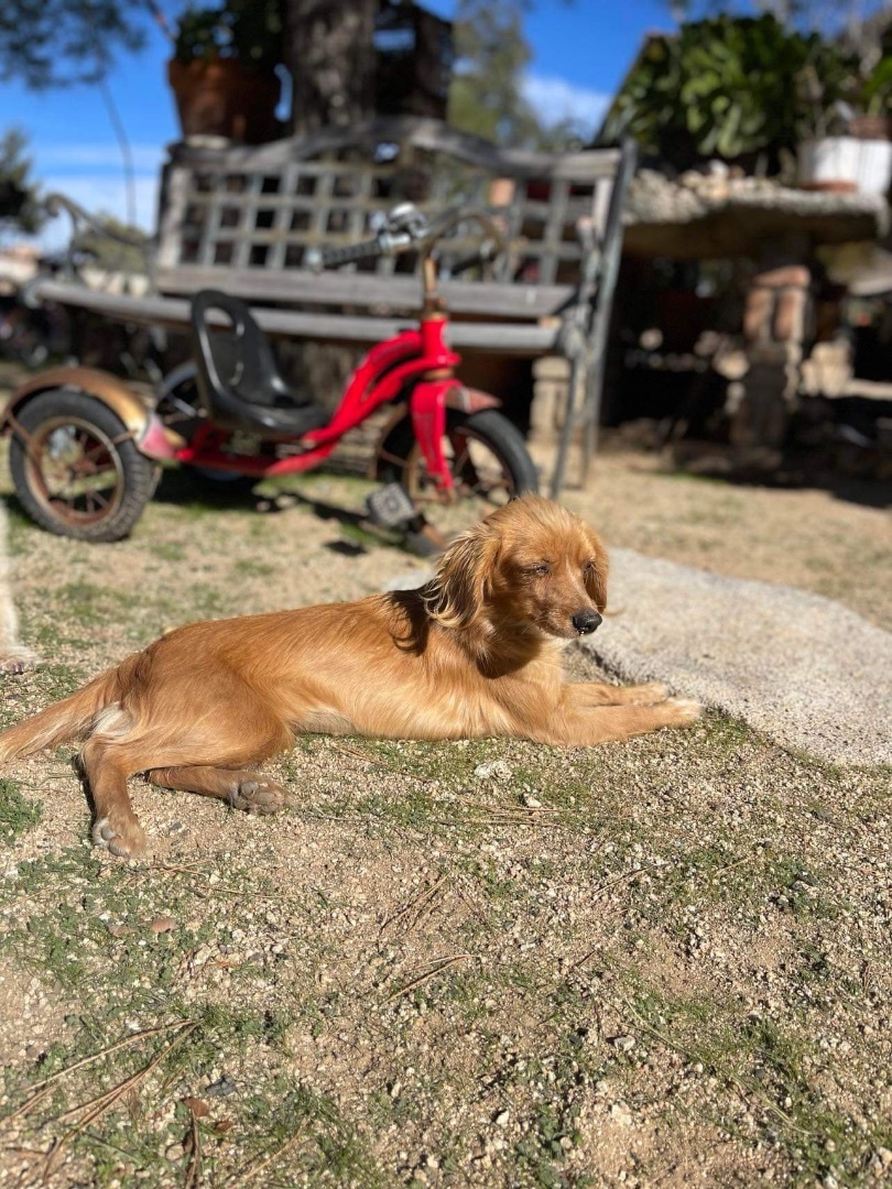 Wendy, a Adopted mixed breed in Chula Vista, CA image 4/6