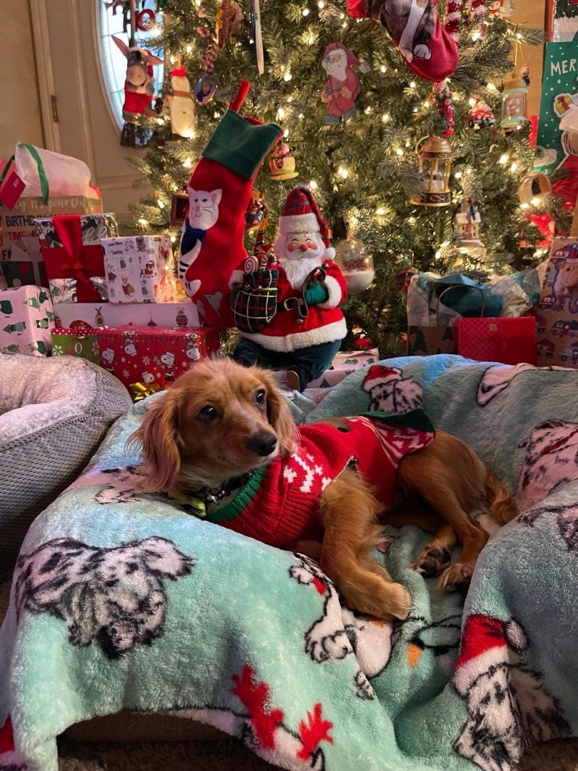 Wendy, a Adopted mixed breed in Chula Vista, CA image 5/6