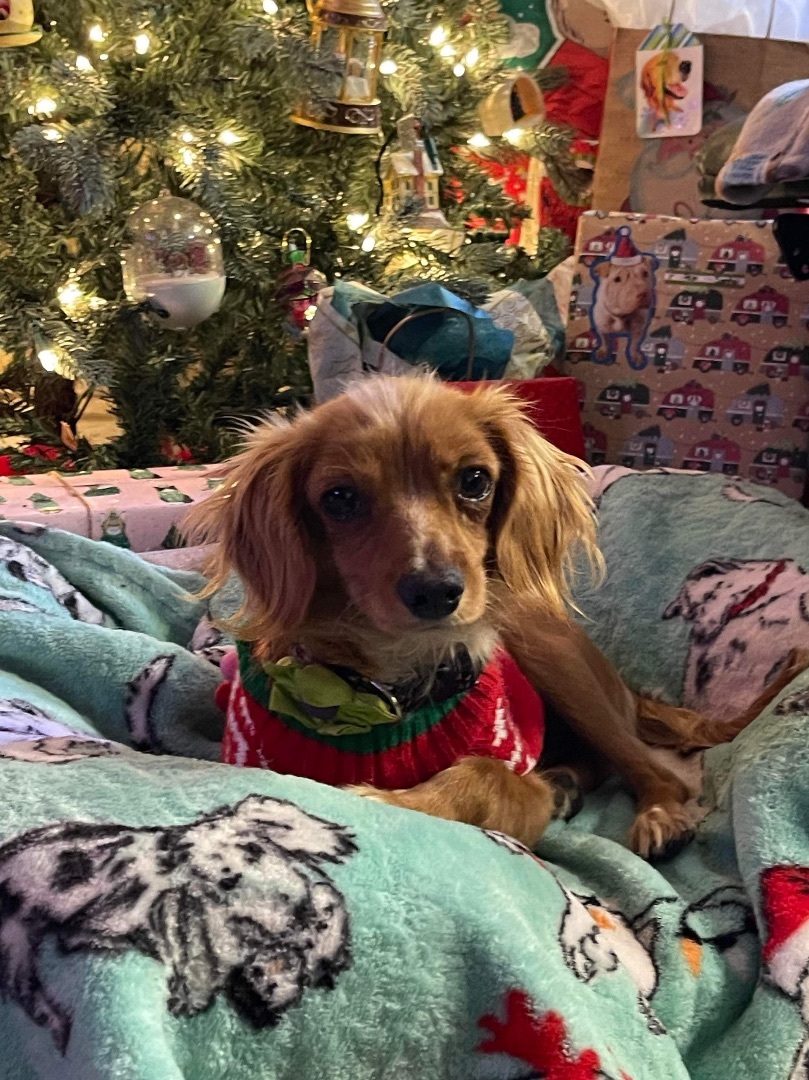 Wendy, a Adopted mixed breed in Chula Vista, CA image 6/6