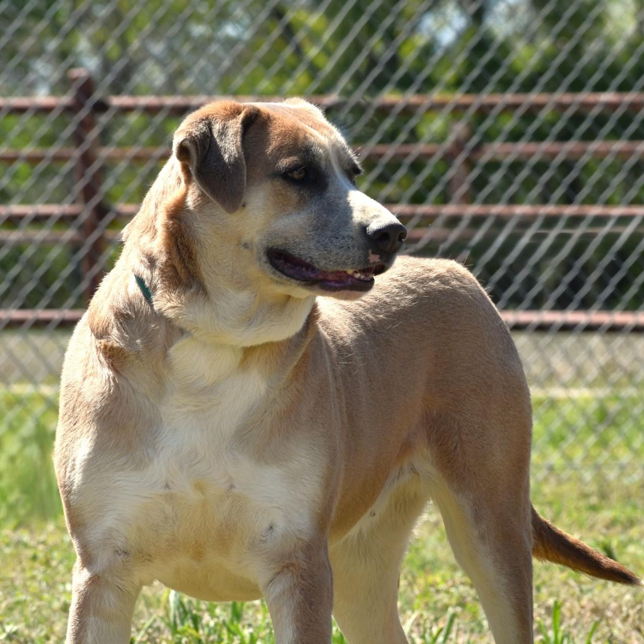 Enlarge Harlow, a Adoptable mixed breed in Sandy Hook, CT image 3/3